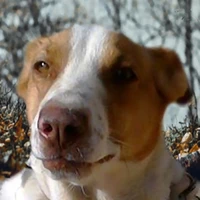 TheLastBen's profile picture