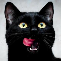 blackcat0871's profile picture