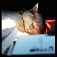Tango's profile picture