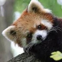 Chelsea Lowman's profile picture