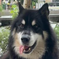 AS-SiliconMind's profile picture