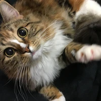 reinyan's profile picture