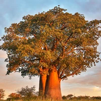 Simon Mellergaard's profile picture