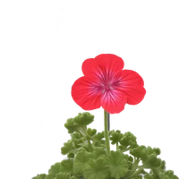 Gaetan Dissez's profile picture