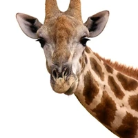 Riksin's profile picture