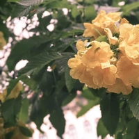 Nguyễn Duy Thành's profile picture